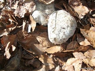 Rifugio Timparossa